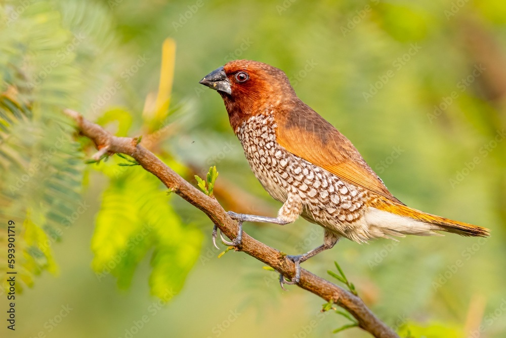 A Scally Breasted Munia on a Bush tree A Scally Breasted Munia on a Bush tree