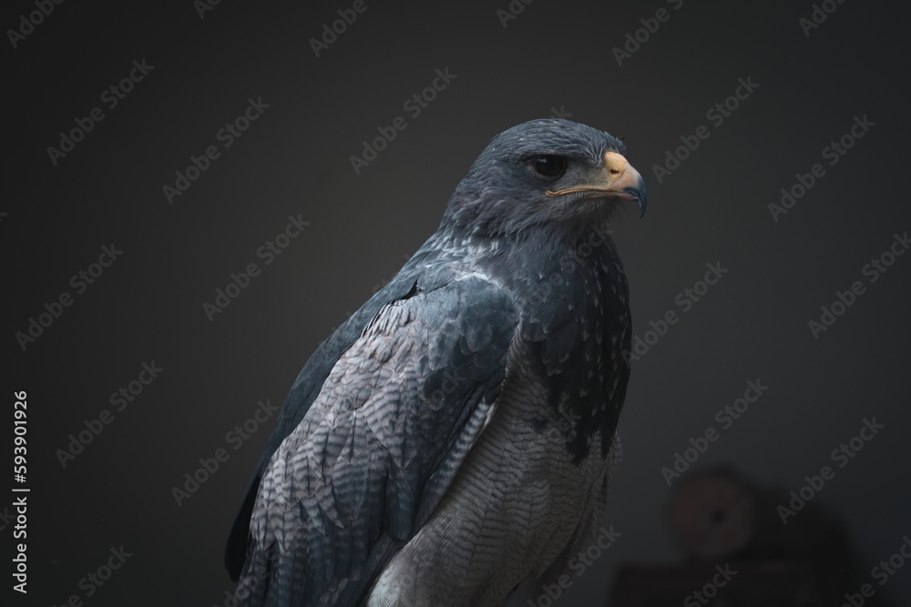 Close up of a Black-chested buzzard-eagle (Geranoaetus melanoleucus) on a blurred background Close up of a Black-chested buzzard-eagle (Geranoaetus melanoleucus) on a blurred background