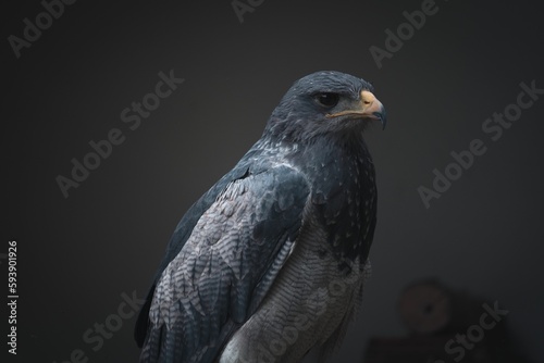 Close up of a Black-chested buzzard-eagle  Geranoaetus melanoleucus  on a blurred background
