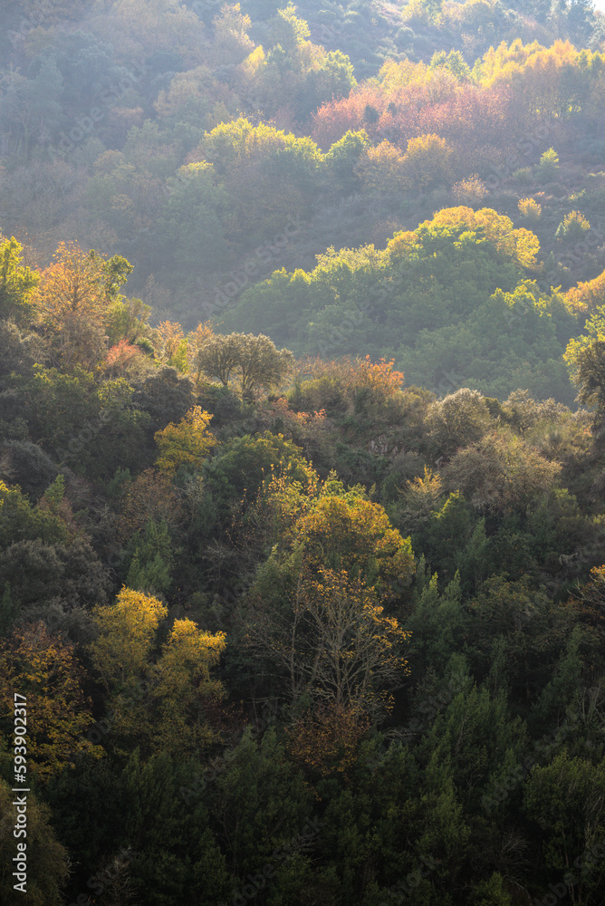 First autumn symptoms of changes in the color of the leaves of the trees