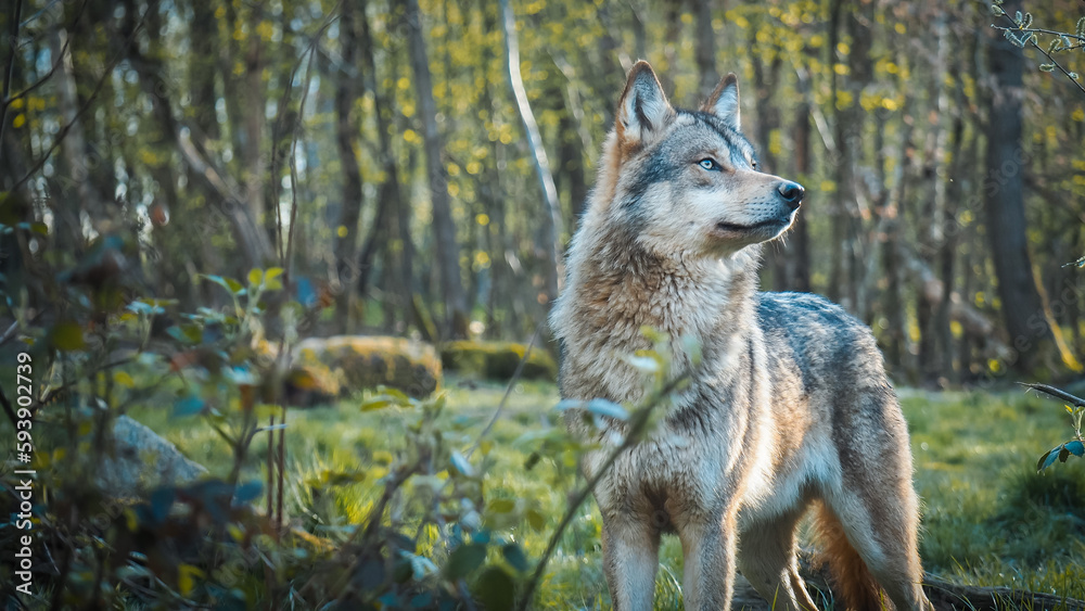 wölfe, wolf, wildtier, wolfsgeheul, wald