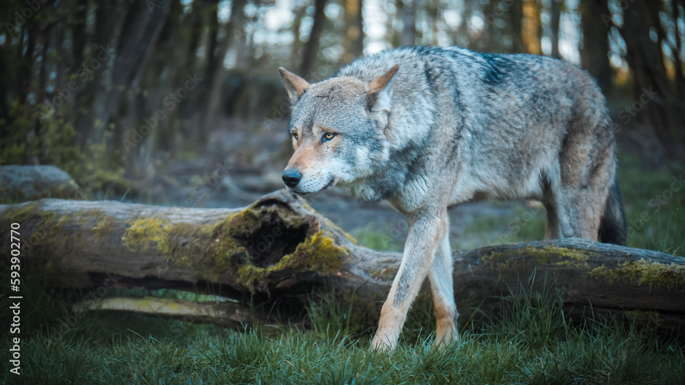 Obraz premium wölfe, wolf, wildtier, wolfsgeheul, lupus