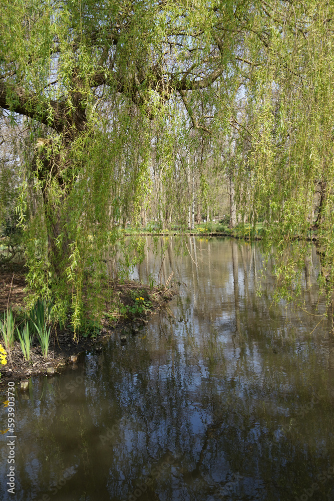 Obraz premium reflection of trees in the water