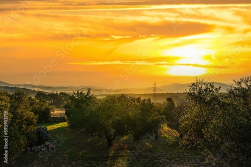 Scenic view of an olive grove under the golden cloudy sunset sky in Canyelles, Barcelona