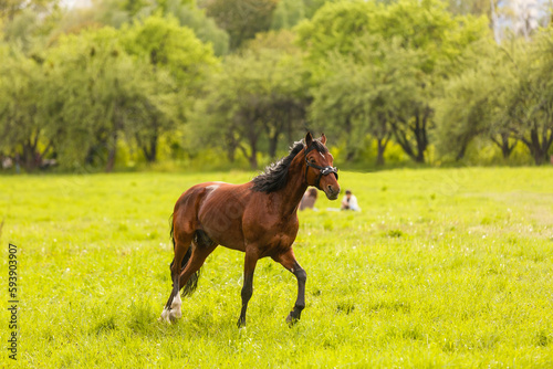 portrait of a chestnut horse in a summer field © Angelov