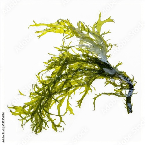 Raw fresh organic green algae rich in minerals and iodine on white background Generative AI Illustration photo