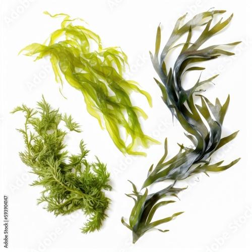 Various species of fresh raw organic green algae rich in minerals and iodine on white background Generative AI Illustration