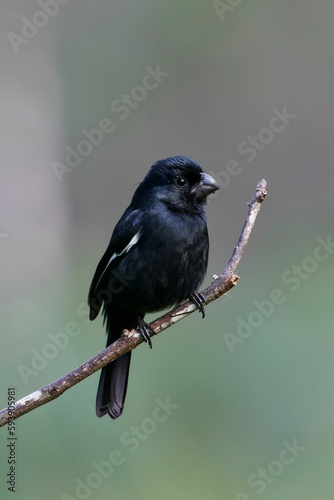 Vertical shot of Cuban Bullfinch bird on a branch against blur background