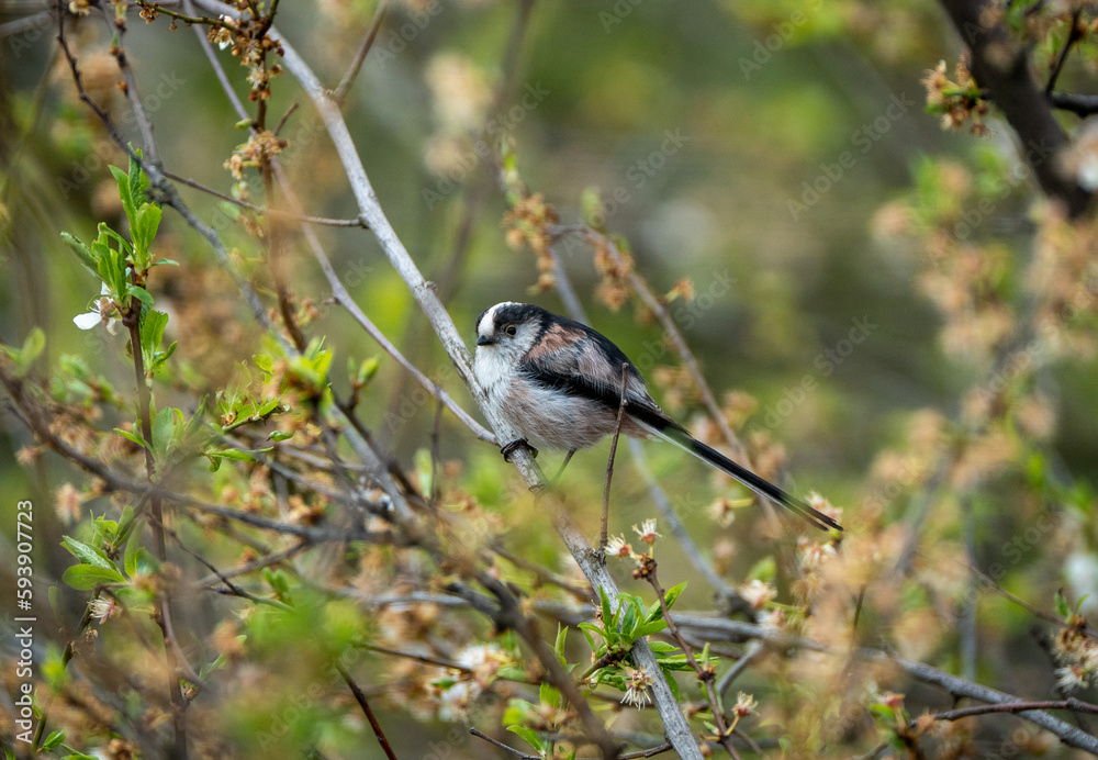 Obraz premium Beautiful long tailed tit sitting on a tree branch shot with a Sony 200-600mm 