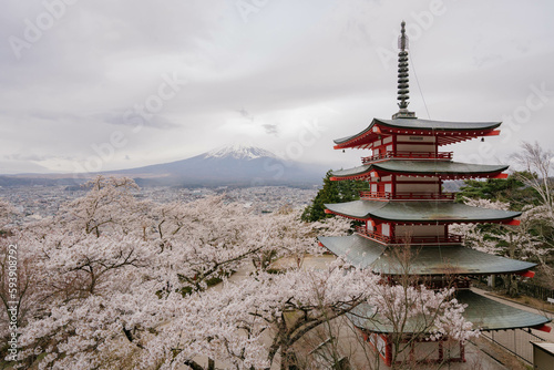 Mountain Fuji and Chureito red pagoda with cherry blossom sakura, kawaguchiko, Japan.