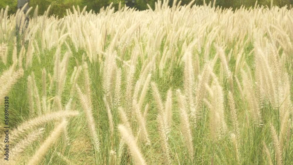 wild grasses blowing in the wind, roadside grass flowers wild grasses blowing in the wind, roadside grass flowers