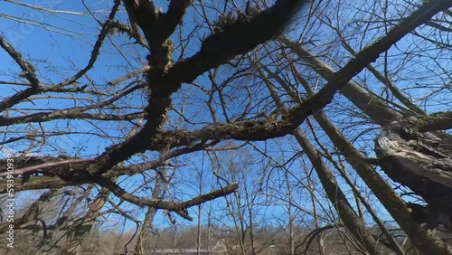 Mossy Trees Without Leaves By The River On A Sunny Spring Day. Wide Angle Slow Motion Shot photo