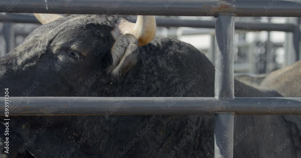 A rank bull turns away from the camera to reveal his profile behind ...