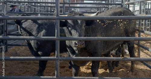 A rank bull kicks up dirt behind metal chute bars in Dallas, Texas. Wide Shot. photo