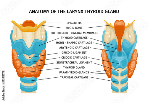 Thyroid Trachea Anatomy Composition