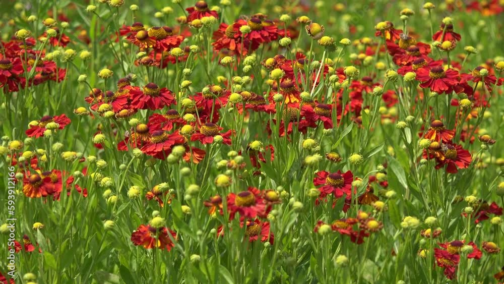 Blumenwiese mit Mohnblumen Blumenwiese mit Mohnblumen