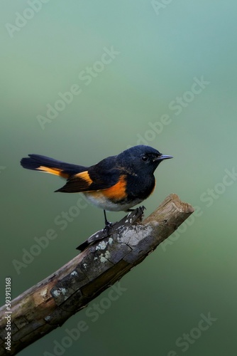 Vertical shot of American Redstart bird on a branch against blur background photo