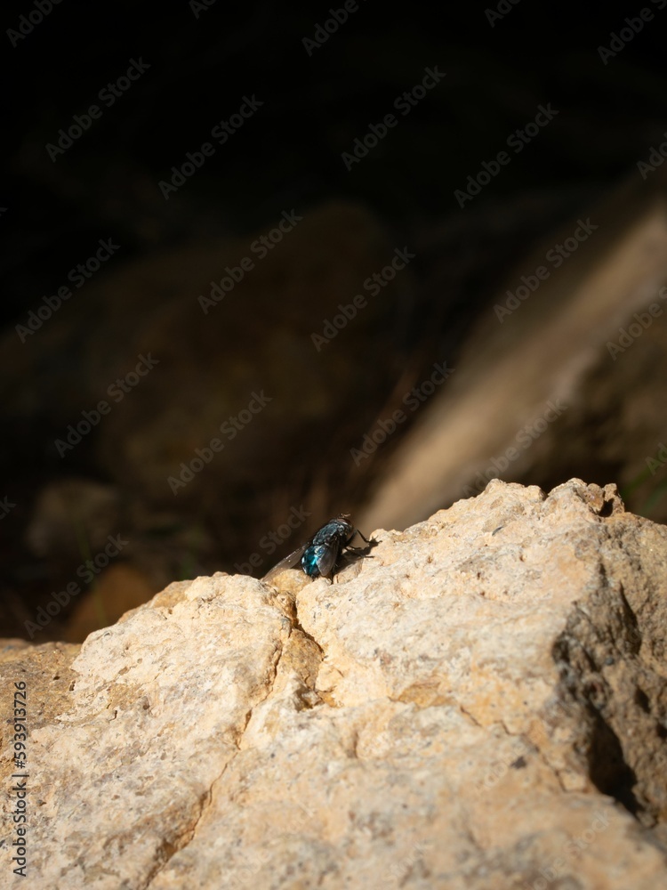 Vertical shot of a fly on a rock Vertical shot of a fly on a rock