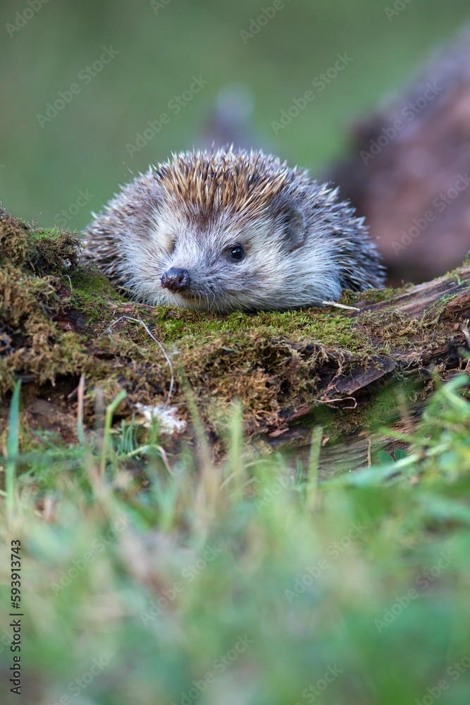 Naklejka premium Cute northern white-breasted hedgehog (Erinaceus roumanicus) trying to climb over an old moss-covered piece of log