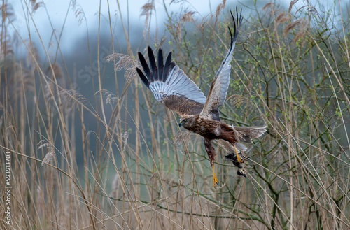 marsh harrier