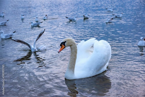 Fototapeta Naklejka Na Ścianę i Meble -  Mute swan with seagulls floating in the water
