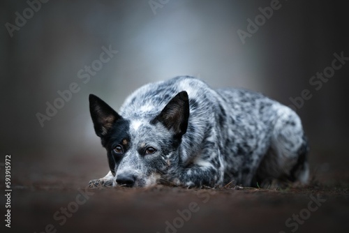 Closeup of a Australian Cattle dog lying with an innocent look