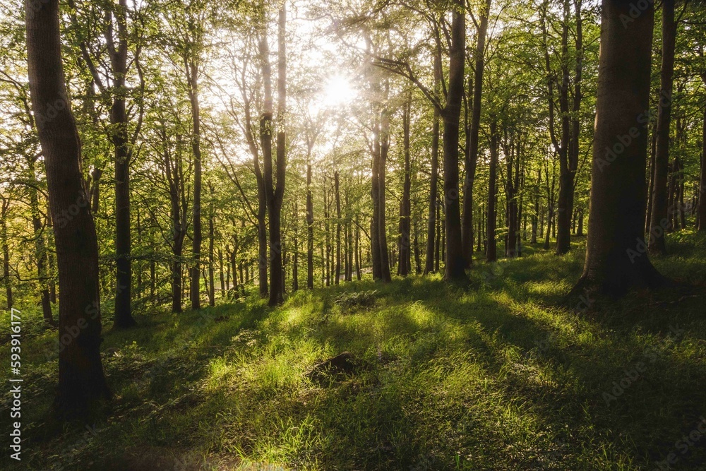 Scenic forest with bright sun through tall trees at the Kullaberg Nature Reserve in Sweden