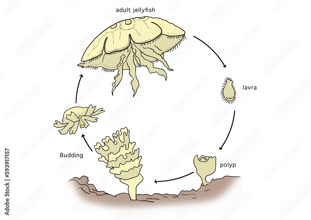 A schematic illustration of budding in the adult jellyfish. adult