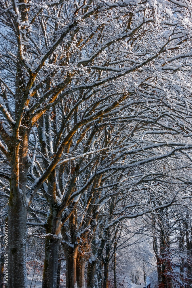 Vertical shot of bare trees covered in snow at a forest