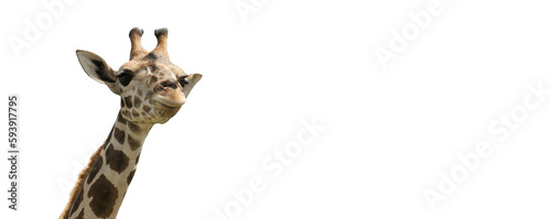 Cute giraffe on white background, space for text. Banner design