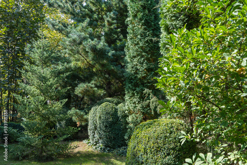 Evergreens in Landscape garden. Korean fir Abies koreana. In background are juniper Juniperus communis Horstmann, western thuja Columna and boxwood bushes. Nature concept for design. photo