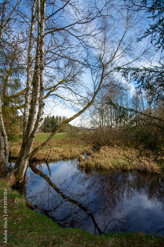 In spring at the Bad Wurzacher Ried, a swabian nature reserve