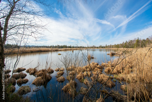 In spring at the Bad Wurzacher Ried  a swabian nature reserve