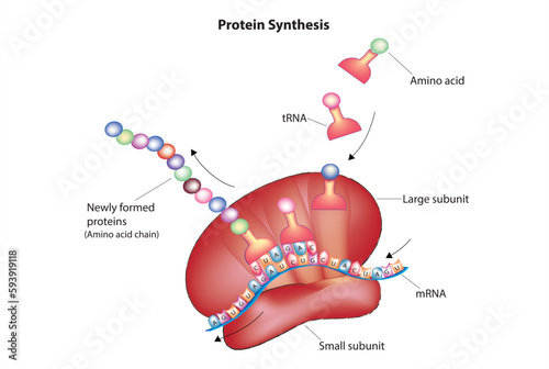 protein synthesis photo