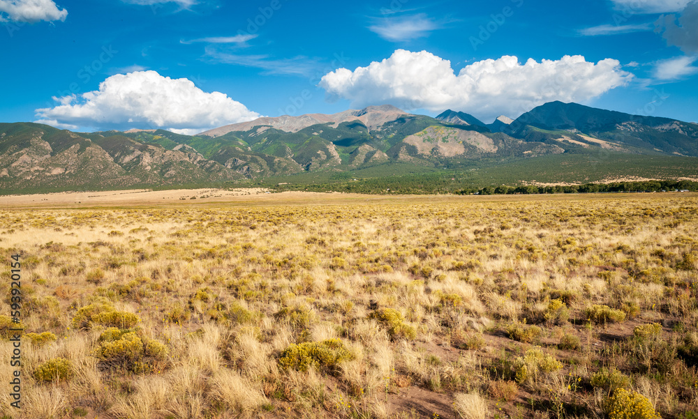 Obraz premium Arid Desert Plants at Great Sand Dunes National Park and Preserve