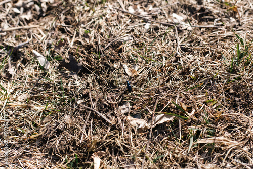 bug in the grass