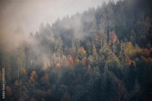 High-angle view of colorful trees on the mountain © Giampiero Pozza/Wirestock Creators