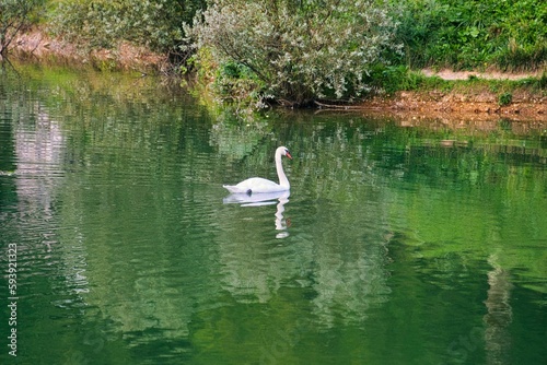 White swan swimming in a lake