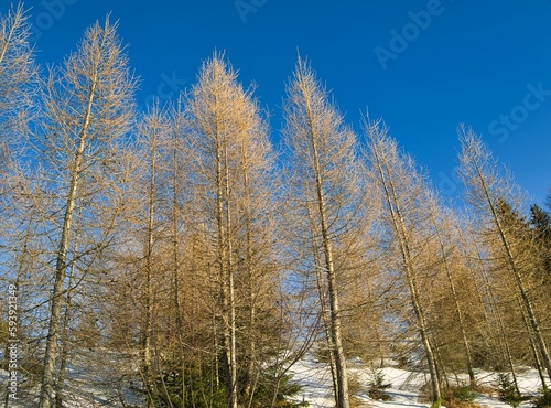 Low-angle view of trees under the sun light in the forest.