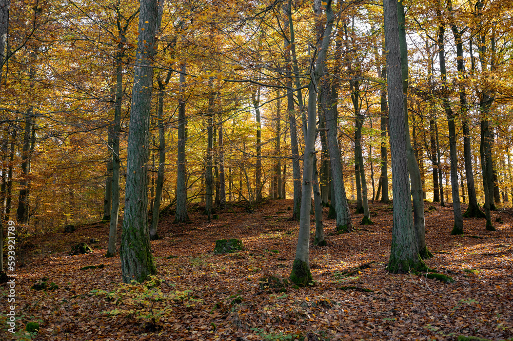 Obraz premium Autumn forest