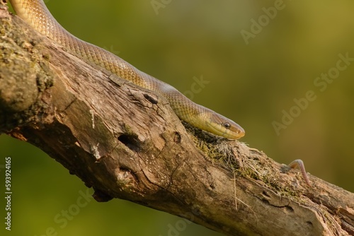 Aesculapian snake (Zamenis longissimus) climbing down the tree in search of prey