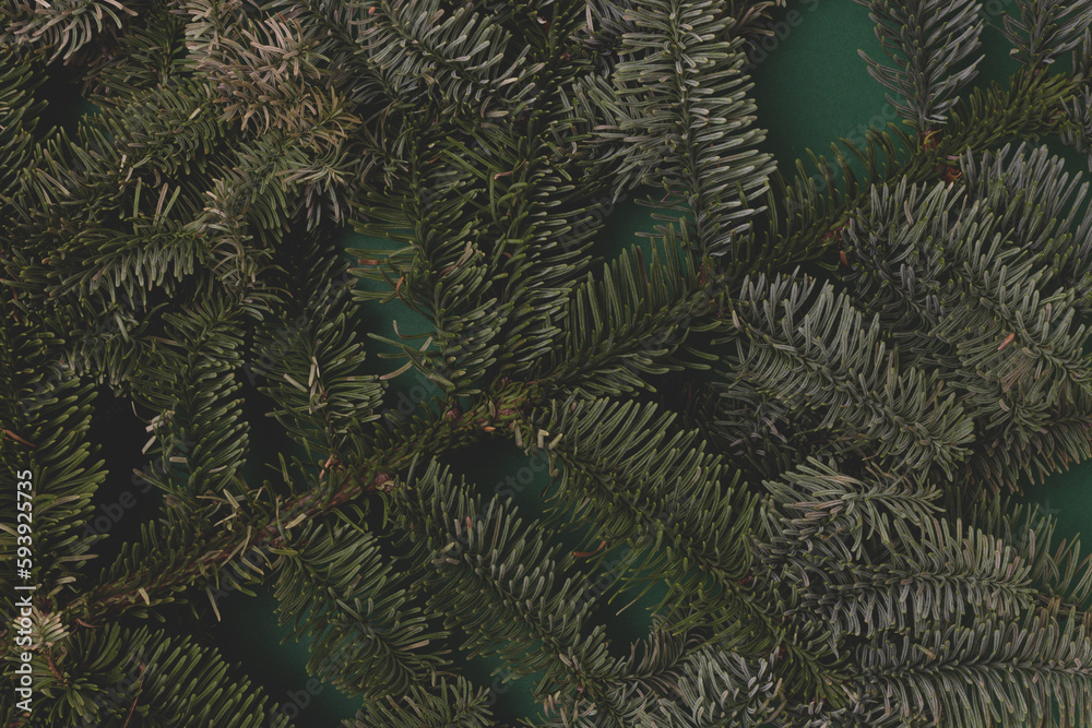 Green nobilis fir texture. Natural festive background.