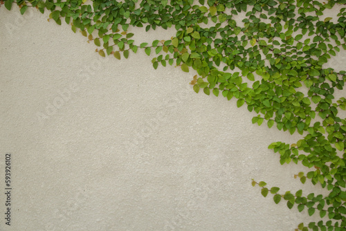 Creeping plant growth on the white wall background with copy space