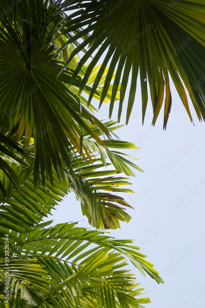 Tall palm trees with clear blue sky in background