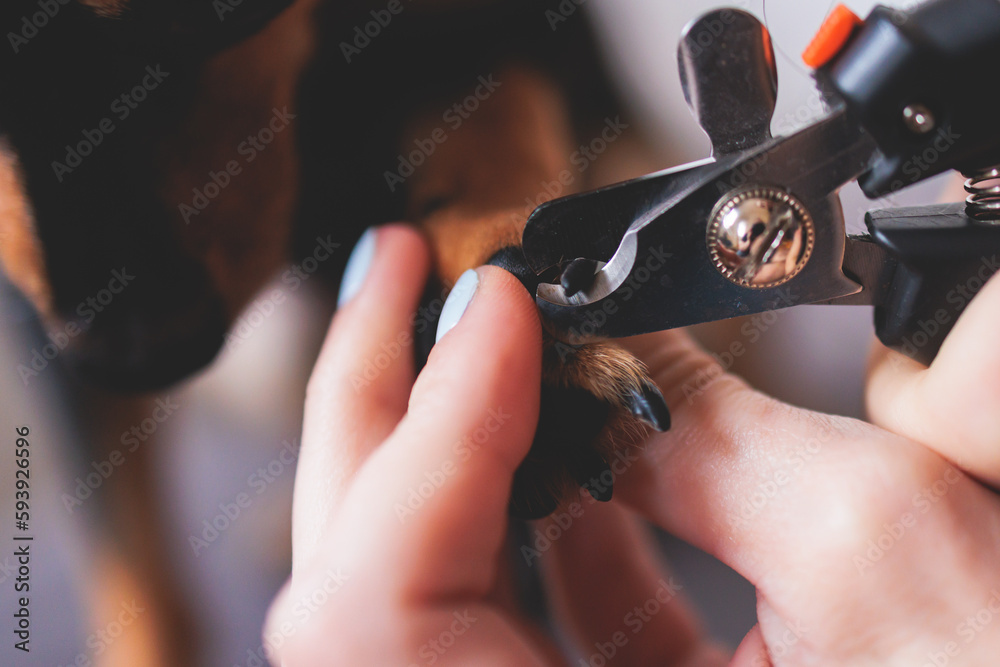 Fototapeta premium Veterinarian specialist holding small dog, process of cutting dog claw nails of a small breed dog with a nail clipper tool, close up view of dog's paw, trimming pet dog nails manicure at home