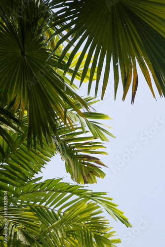 Tall palm trees with clear blue sky in background © triocean