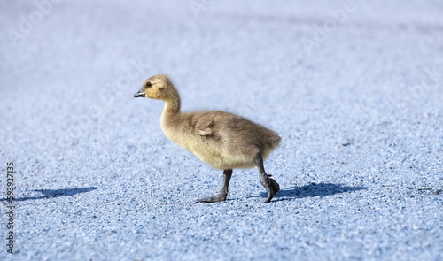 Canada goose gosling walking. Branta canadensis.