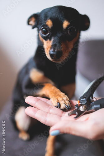 Veterinarian specialist holding small dog, process of cutting dog claw nails of a small breed dog with a nail clipper tool, close up view of dog's paw, trimming pet dog nails manicure at home