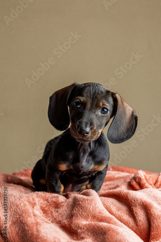 dachshund puppy portrait