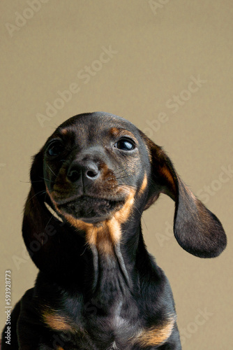 dachshund puppy portrait